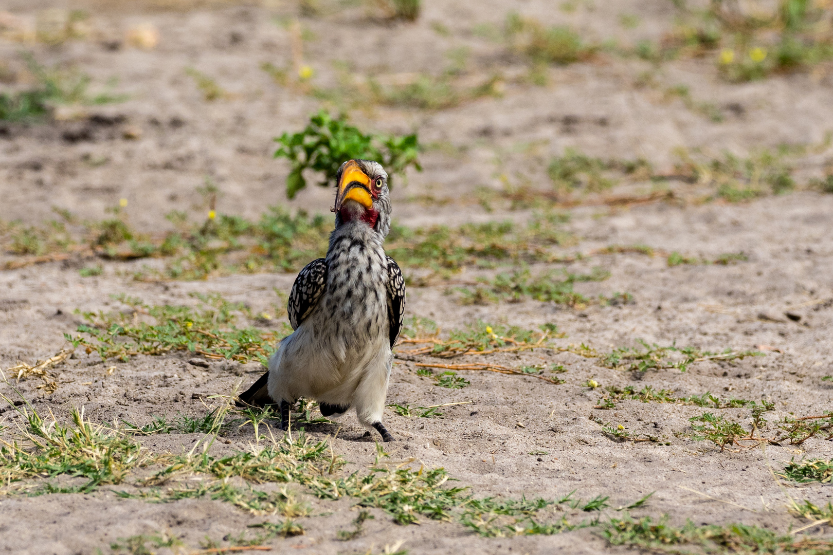 yellow- billed hornbill- Gelbschnabeltoko