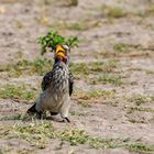 yellow- billed hornbill- Gelbschnabeltoko