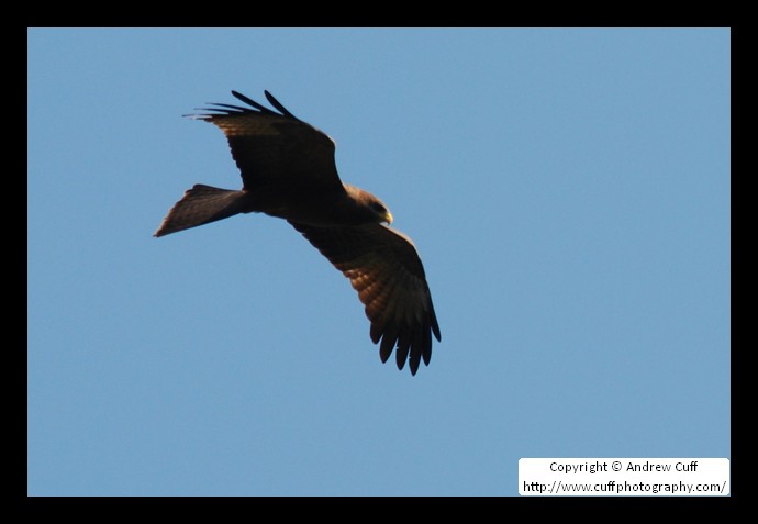 Yellow-Billed Kite