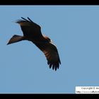 Yellow-Billed Kite