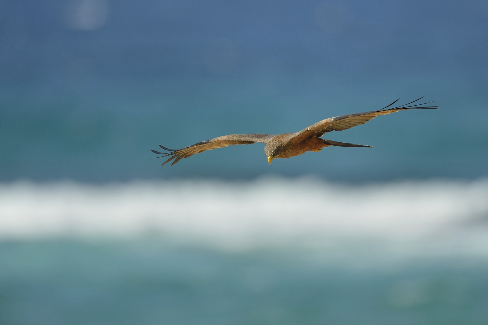 yellow billed Kite