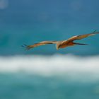 yellow billed Kite