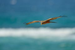 yellow billed Kite