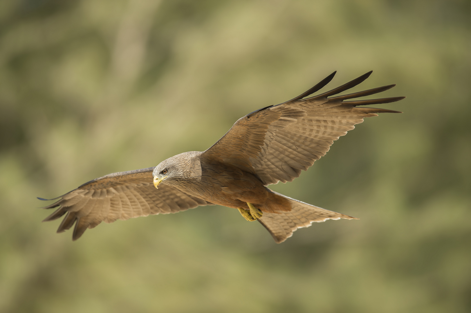 Yellow billed Kite