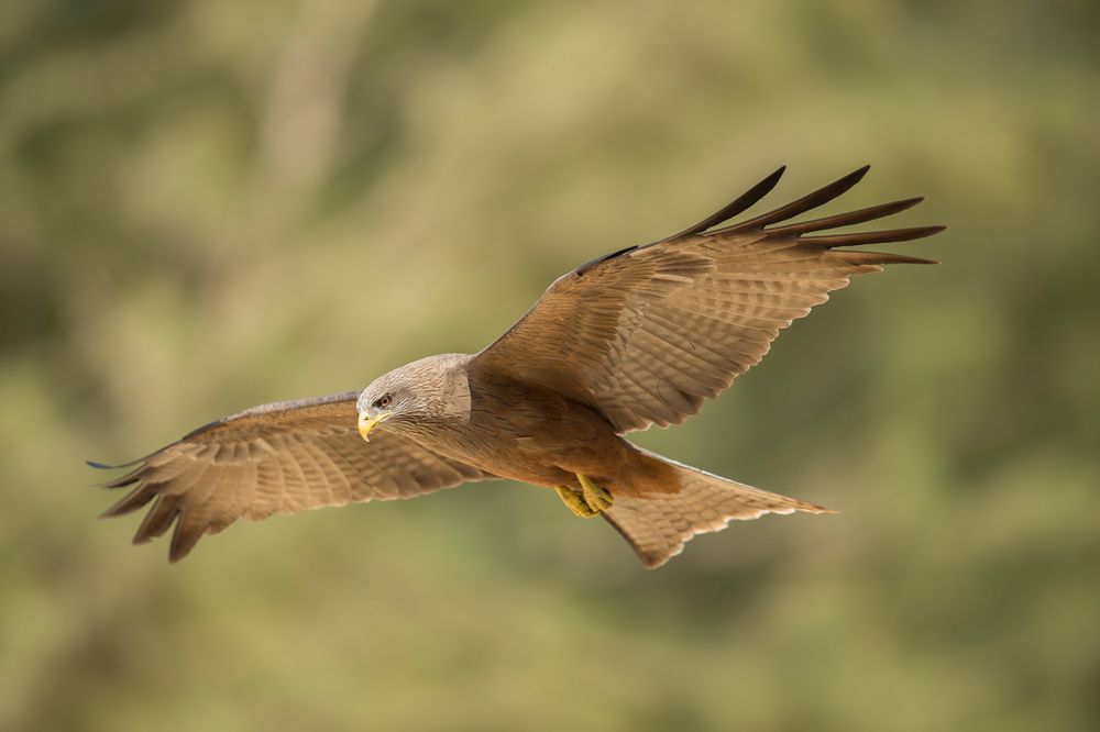 Yellow billed Kite