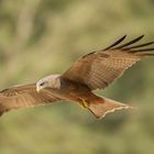 Yellow billed Kite