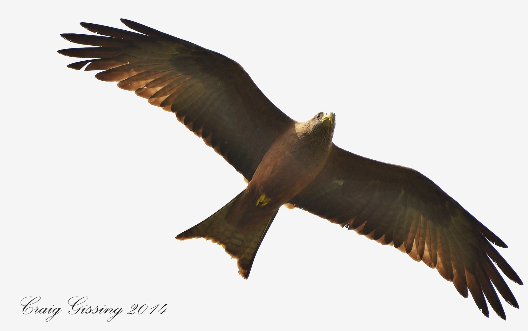 Yellow-billed Kite