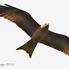 Yellow-billed Kite