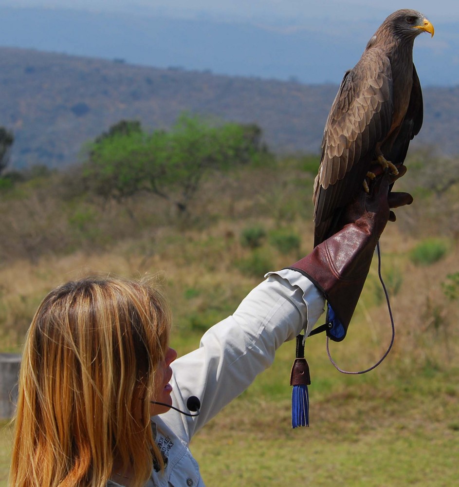 Yellow Billed Kite