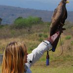 Yellow Billed Kite