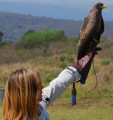 Yellow Billed Kite