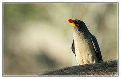 Yellow-billed Oxpecker