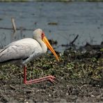 Yellow billed Stork