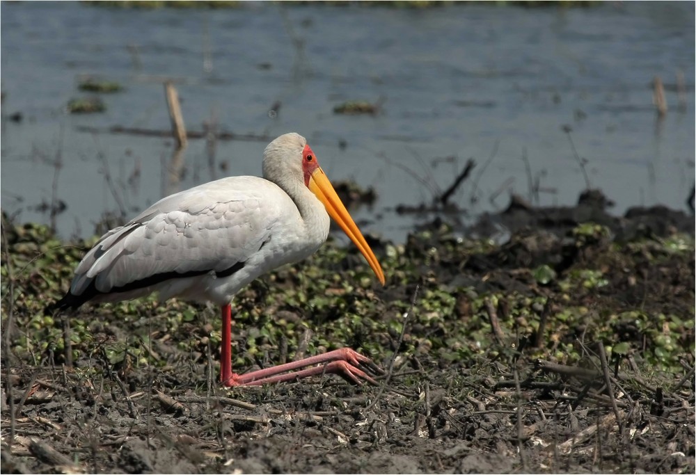 Yellow billed Stork