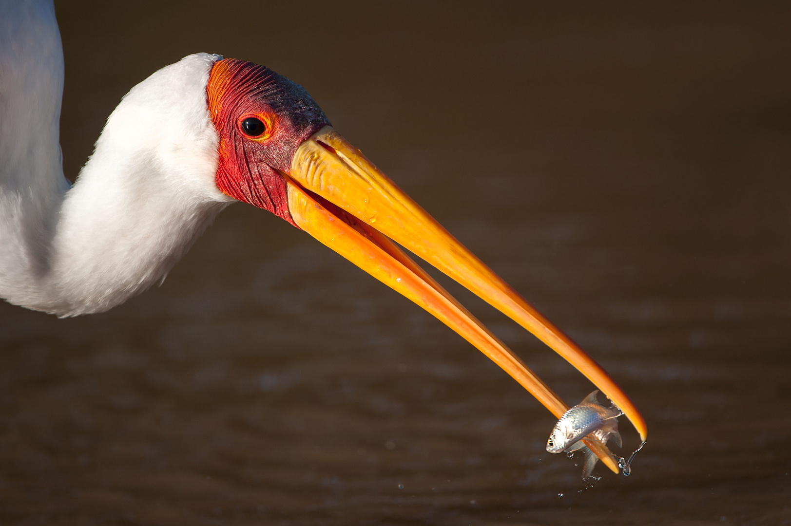 Yellow-Billed Stork