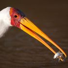 Yellow-Billed Stork