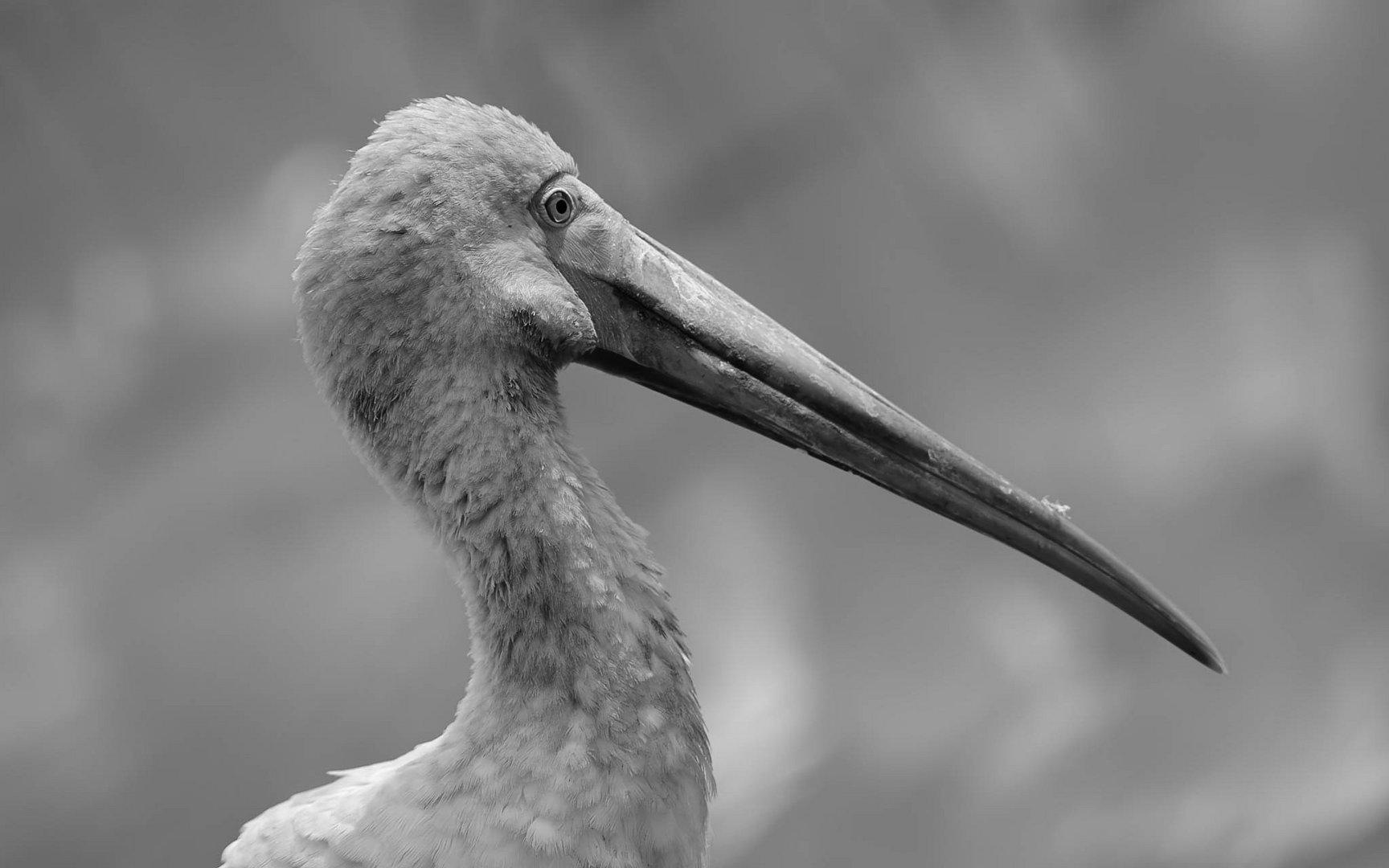 Yellow-billed Stork - BW