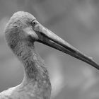 Yellow-billed Stork - BW