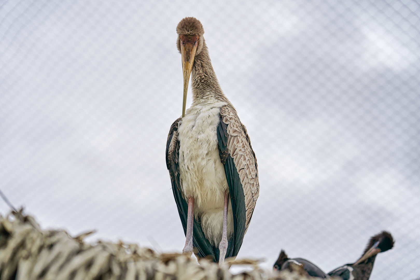 Yellow-billed stork