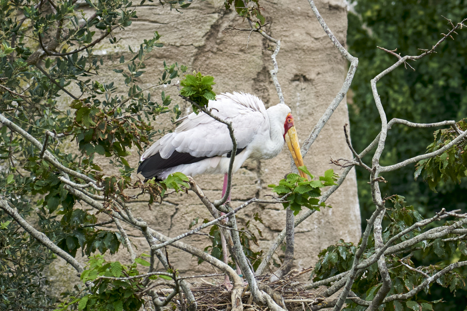 Yellow-billed stork