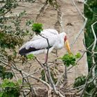 Yellow-billed stork