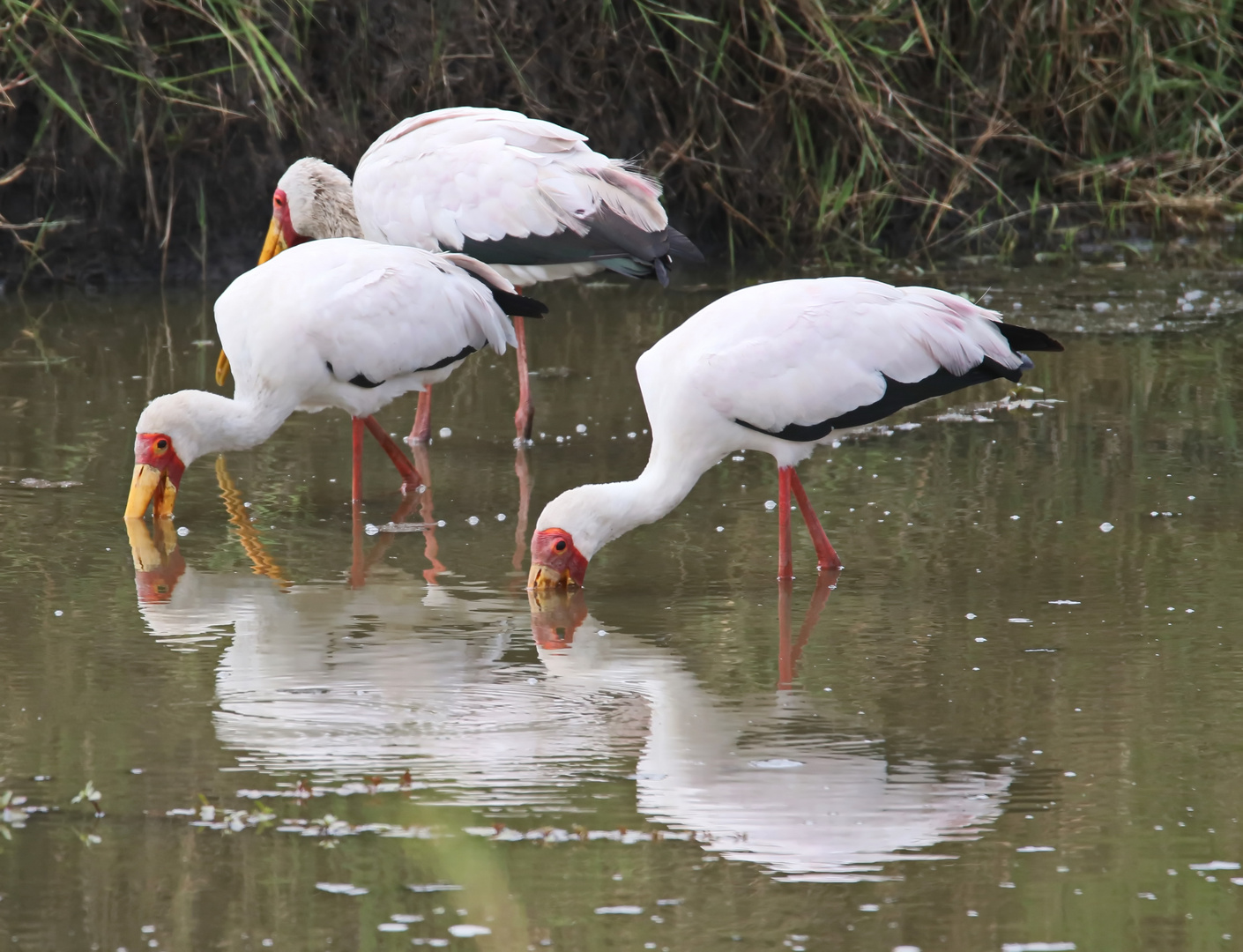 Yellow-billed Stork