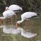 Yellow-billed Stork