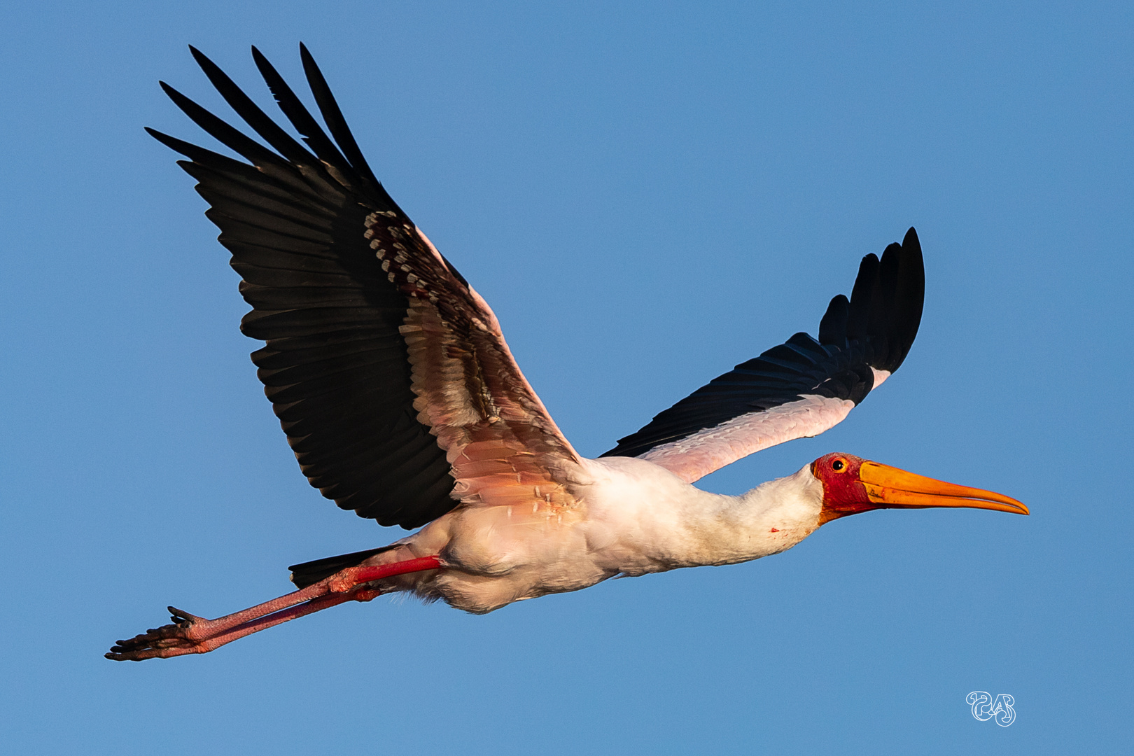 Yellow billed Stork