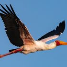 Yellow billed Stork