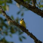 Yellow bird