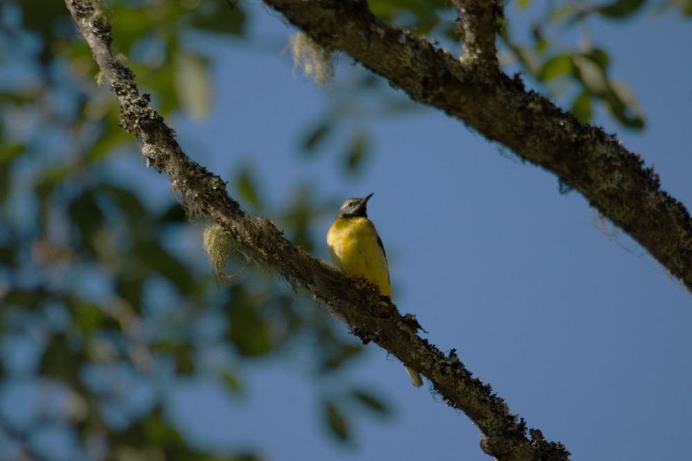 Yellow bird