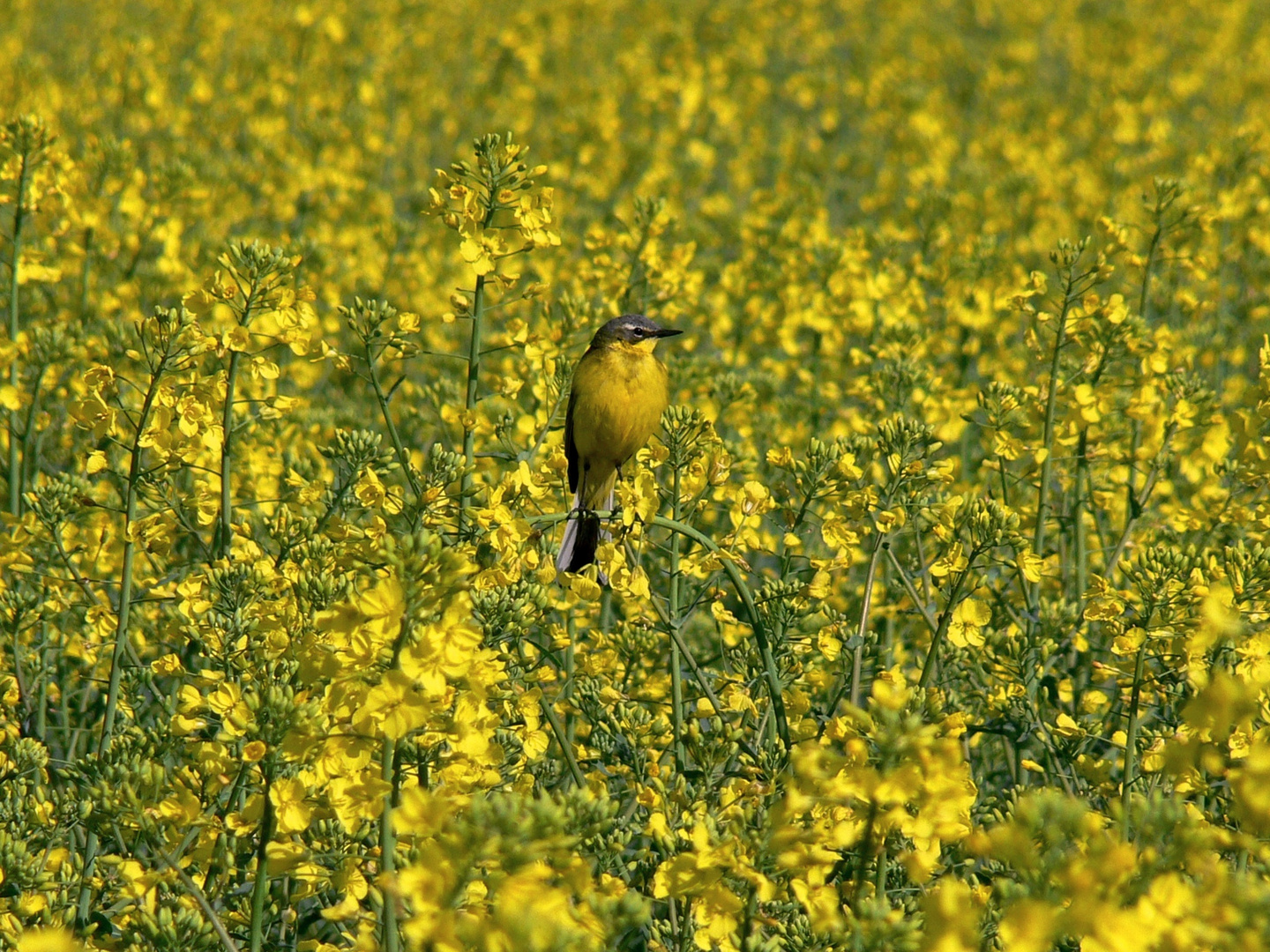 yellow bird