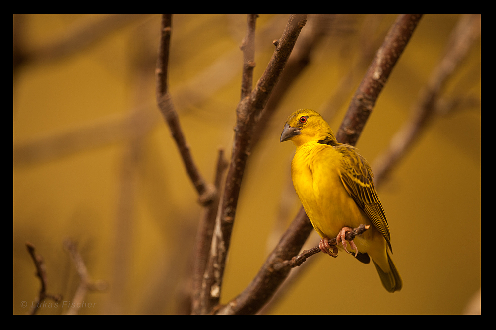 Yellow Bird