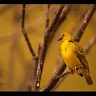 Yellow Bird