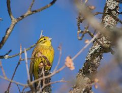 Yellow Bird