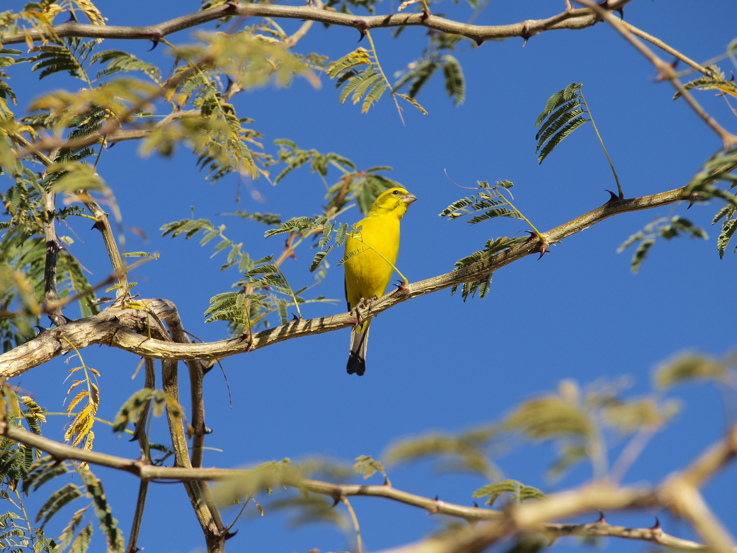 Yellow Bird