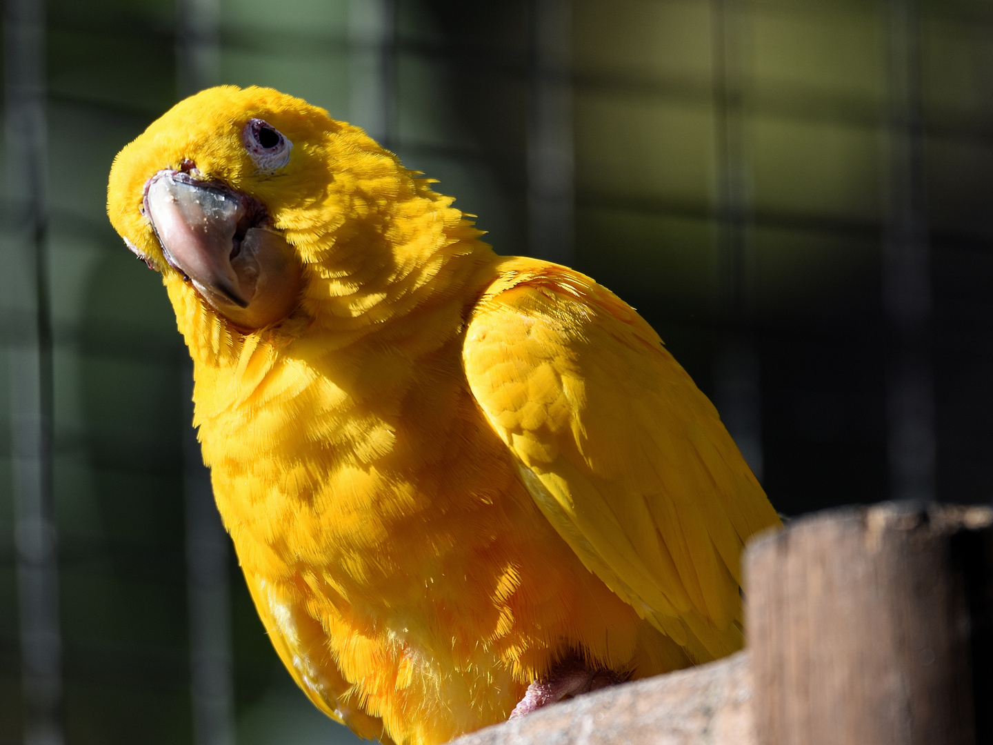 Yellow bird