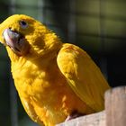 Yellow bird