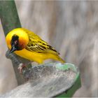 yellow bird