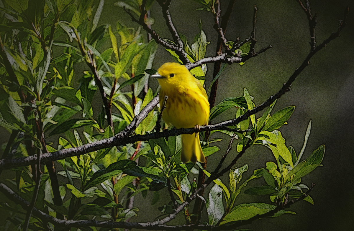 yellow bird 