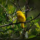 yellow bird 