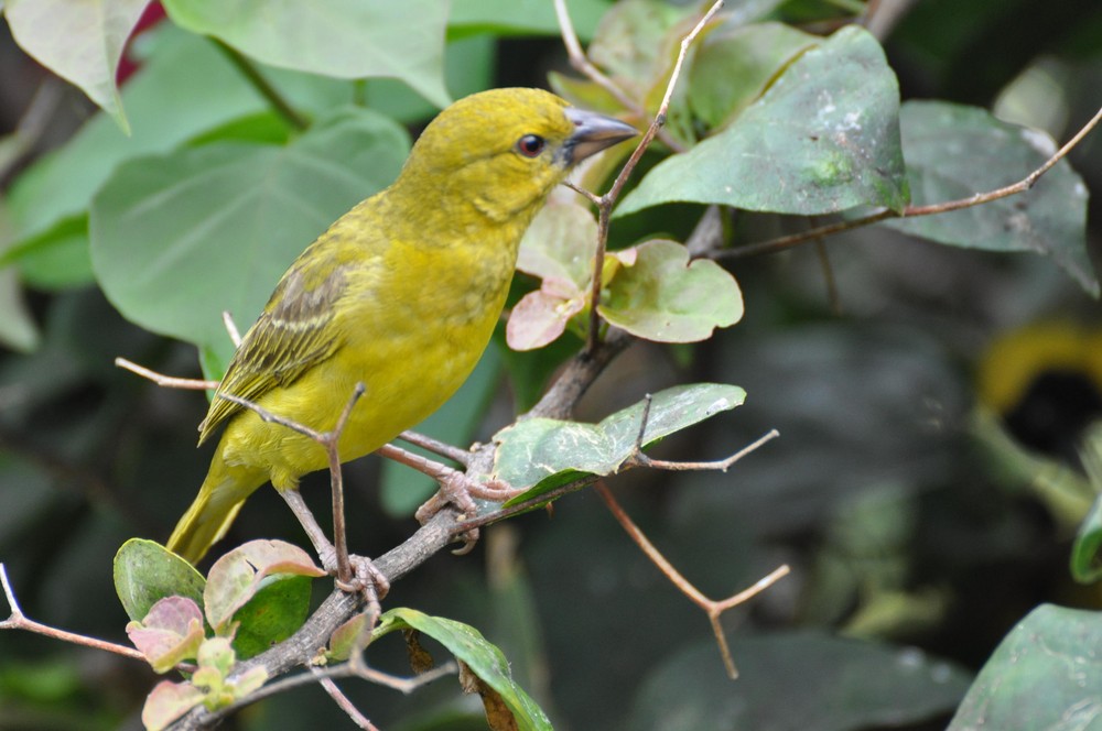 yellow bird benguera island