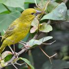 yellow bird benguera island