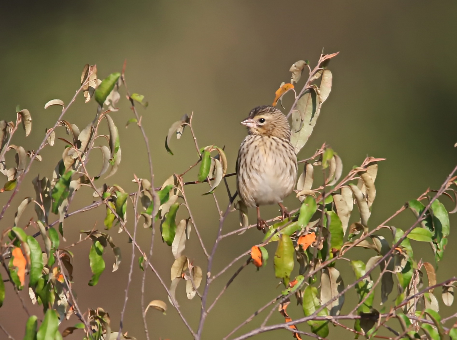 Yellow Bishop