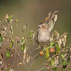 Yellow Bishop