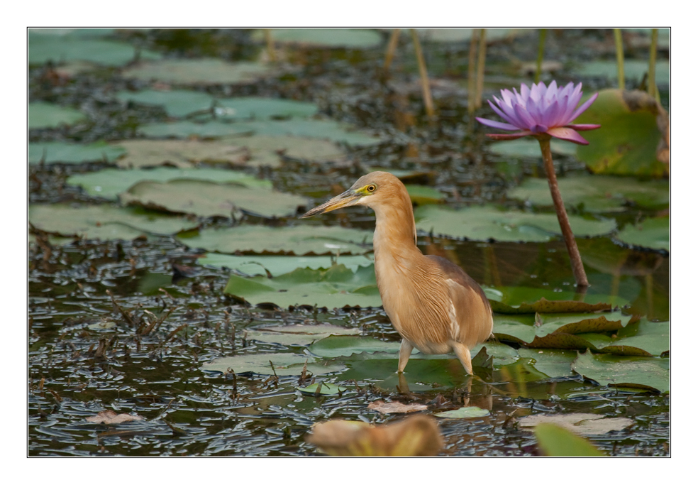 Yellow Bittern