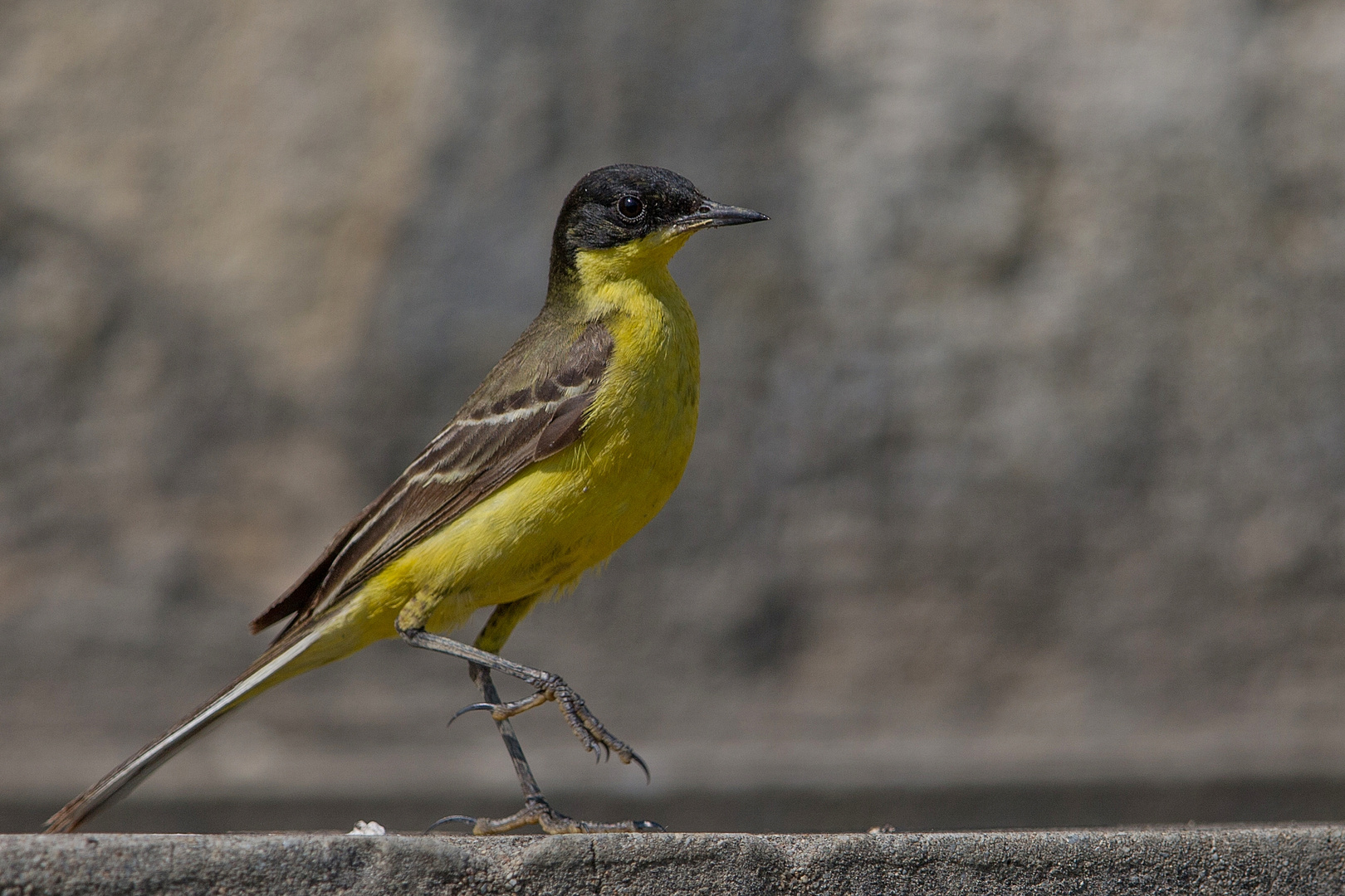 Yellow blackhaed wagtail