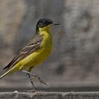 Yellow blackhaed wagtail