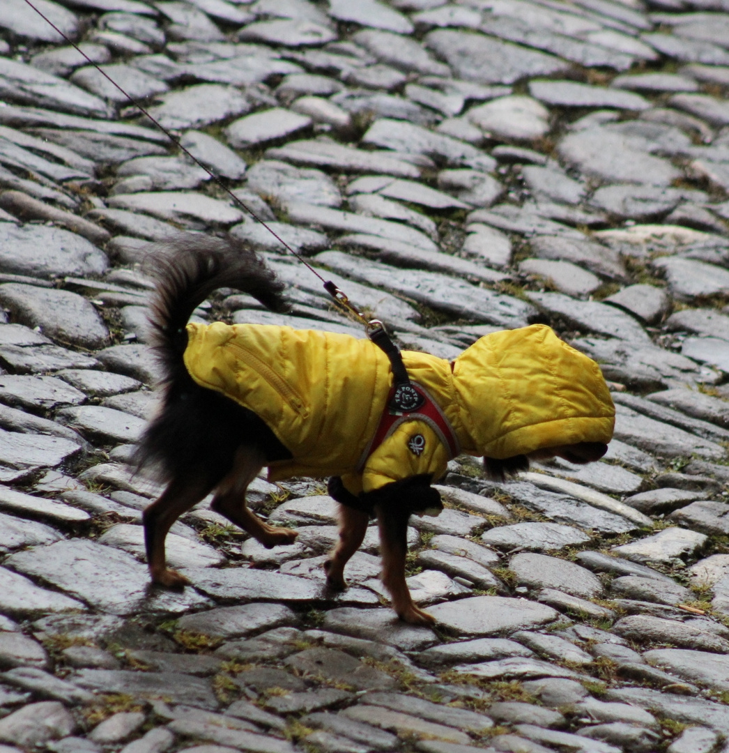 Yellow Blind Dog