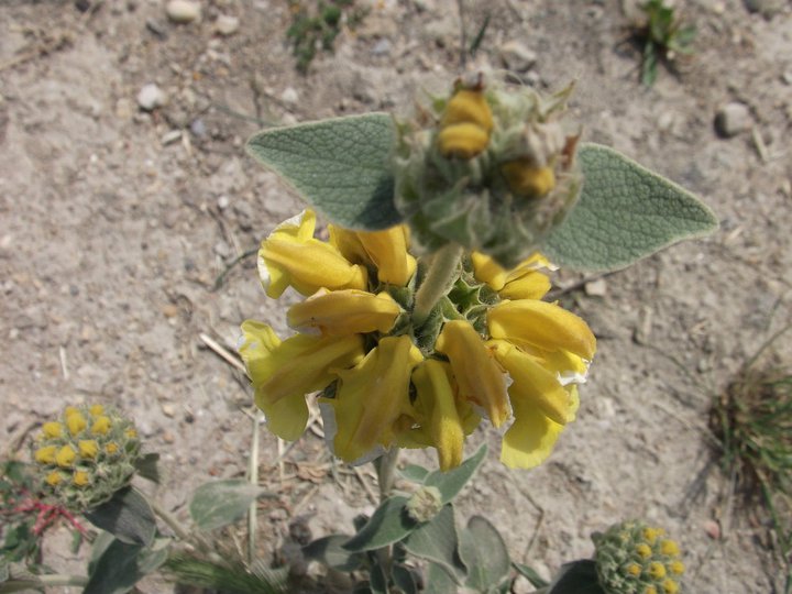 Yellow bloom